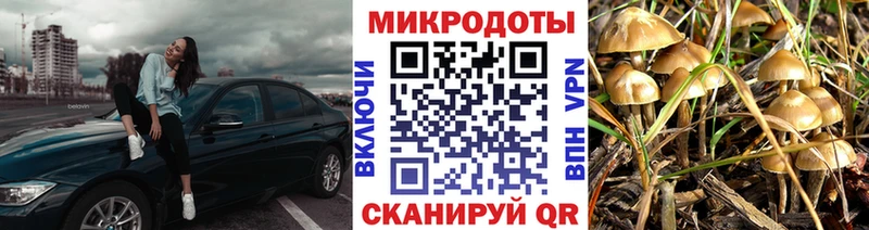 Псилоцибиновые грибы Psilocybine cubensis  как найти   omg как войти  Нижневартовск 